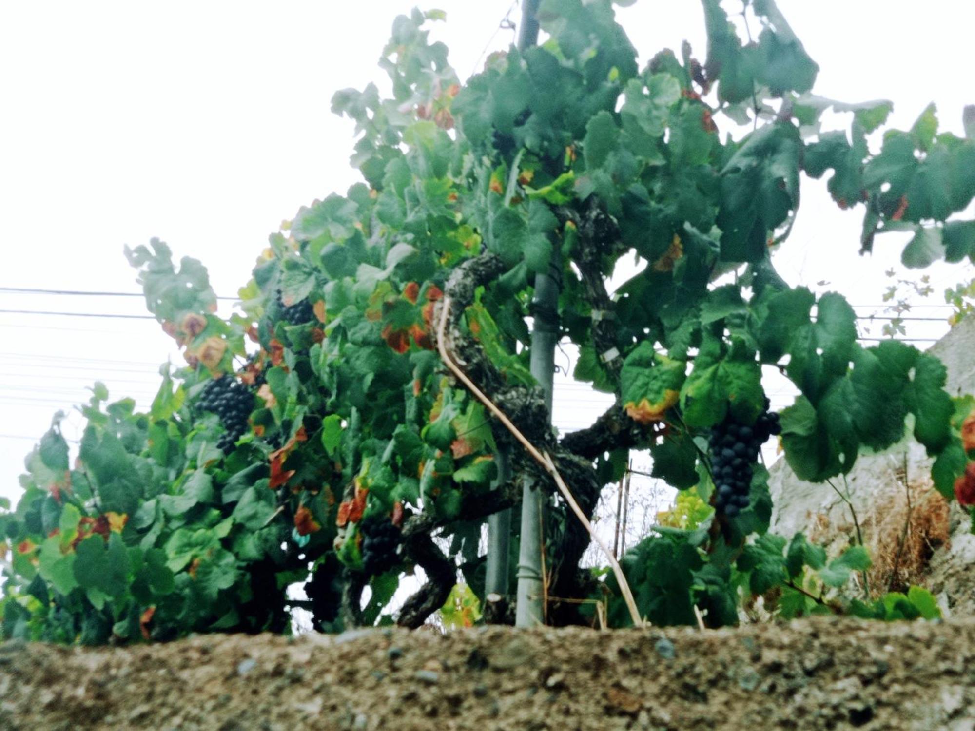 Live La Victoria Carril - Casa Acogedora Y Familiar Con Terraza Completa Villa La Victoria de Acentejo Dış mekan fotoğraf