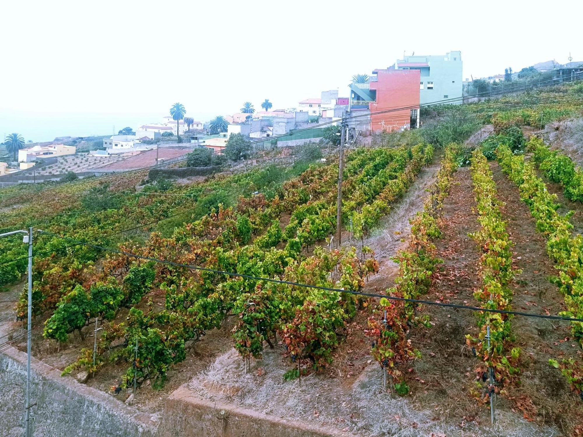 Live La Victoria Carril - Casa Acogedora Y Familiar Con Terraza Completa Villa La Victoria de Acentejo Dış mekan fotoğraf