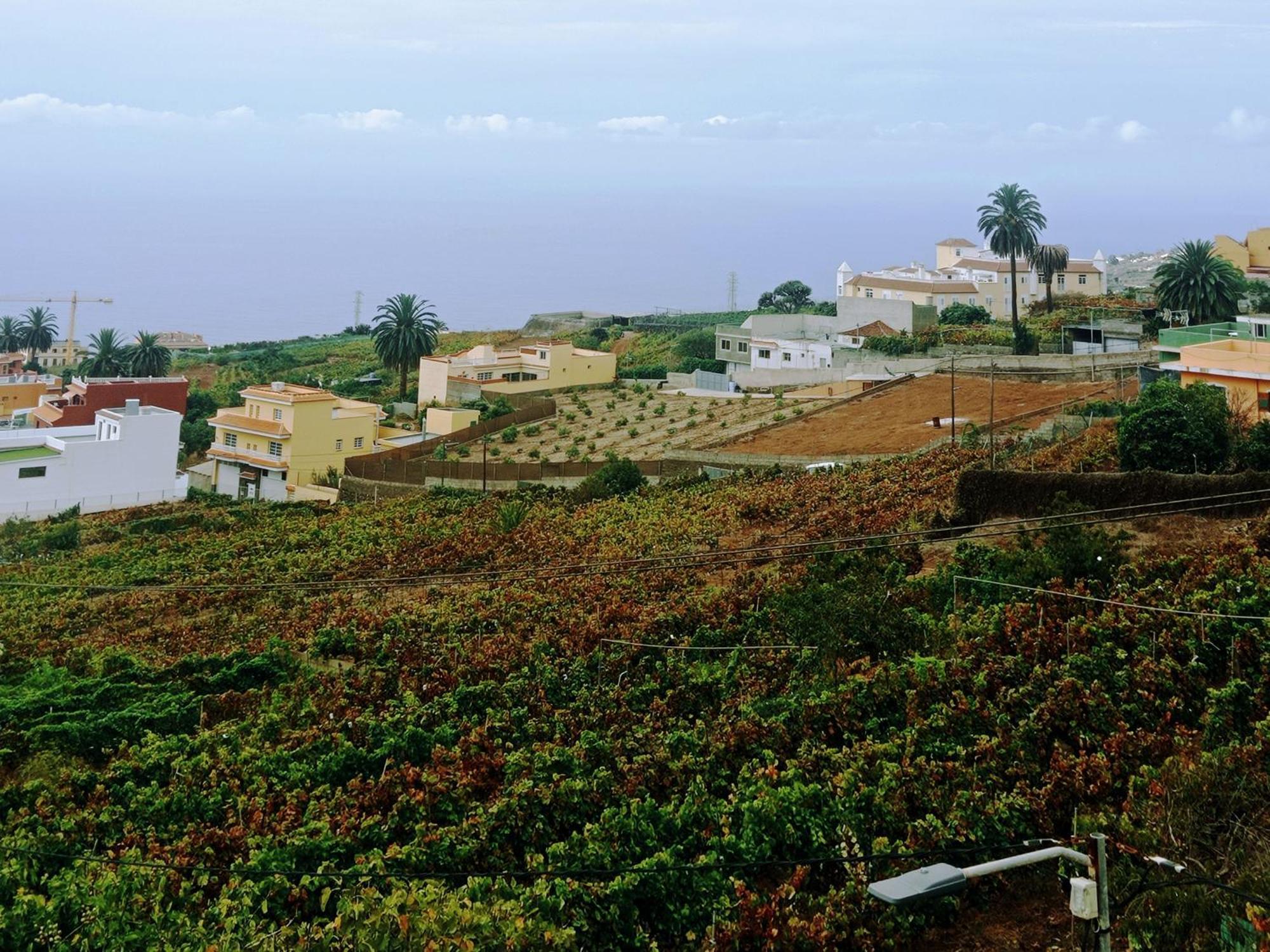 Live La Victoria Carril - Casa Acogedora Y Familiar Con Terraza Completa Villa La Victoria de Acentejo Dış mekan fotoğraf